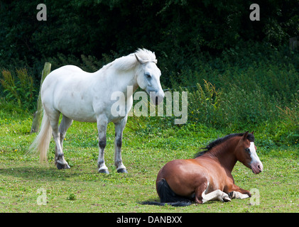 Grau und Kastanie Pferde entspannen in einem Feld in der Nähe von Hassall grün Cheshire England Vereinigtes Königreich UK Stockfoto