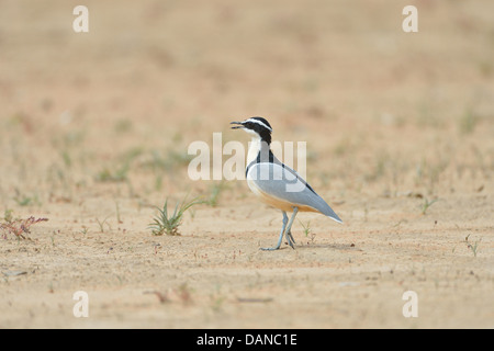Ägyptische Regenpfeifer - Krokodil-Vogel - Krokodil Regenpfeifer (Pluvianus Aegyptius) auf der Suche nach Nahrung auf dem Boden Stockfoto