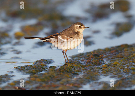 1. Winter Citrin Bachstelze, Out Skerries, Shetland, Scotland, UK Stockfoto