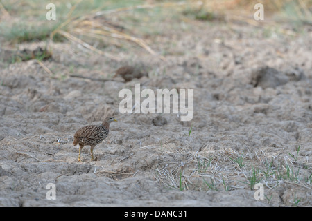 Doppel-angespornt Francolin (Francolinus Bicalcaratus) auf der Suche nach Nahrung auf dem Boden Konkombouri - Burkina Faso Stockfoto