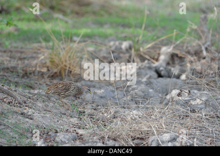 Doppel-angespornt Francolin (Francolinus Bicalcaratus) auf der Suche nach Nahrung auf dem Boden Konkombouri - Burkina Faso Stockfoto