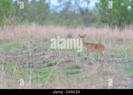 Bohor andere (Redunca Redunca) weiblich im Busch Pendjari Nationalpark - Benin Stockfoto