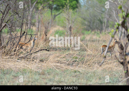 Bohor andere (Redunca Redunca) männlich versteckt im Busch Pendjari Nationalpark - Benin Stockfoto