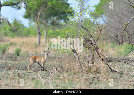 Bohor andere (Redunca Redunca) männlich im Busch Pendjari Nationalpark - Benin Stockfoto