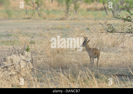 Bohor andere (Redunca Redunca) männlich im Busch Pendjari Nationalpark - Benin Stockfoto