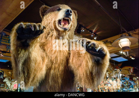 LifeSize gefüllt Grizzly Bear empfängt Touristen am Eingang, einen Souvenir-Shop, Anchorage, Alaska, USA Stockfoto