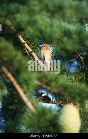 Einsame Birdie auf Kiefer, Nahaufnahme Stockfoto