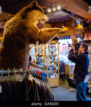 Tourist Fotos pro Lifesize gefüllt Grizzlybär am Eingang einen Souvenir-Shop, Anchorage, Alaska, USA Stockfoto