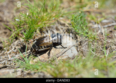 Field Cricket (Gryllus Campestris) bedrohte Arten rückläufig und roten Liste in vielen Ländern Europas Stockfoto