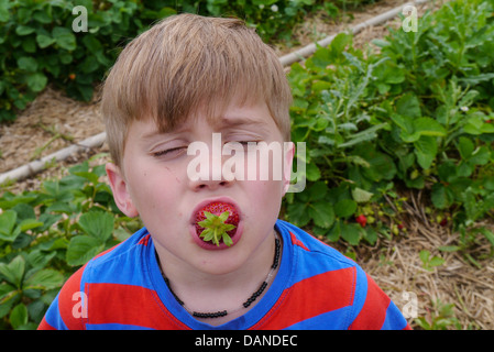 Young Boy pflückt Erdbeeren auf einem Bauernhof im Sommer Stockfoto