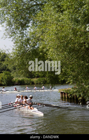 Ruderer auf der Themse. Stockfoto