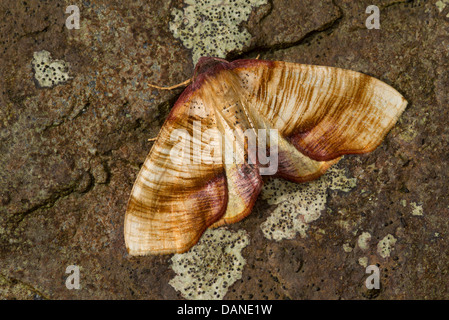 Verbrannte Flügel (Plagodis Dolabraria)-Motte Stockfoto