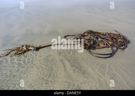 Bull Kelp auf Long Beach, Pacific Rim National Park, Vancouver Island, British Columbia, Kanada Stockfoto