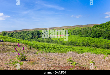 Vintage Diesel-Zug macht seinen Weg von Pickering, Goathland in den North York Moors National Park, Yorkshire, Großbritannien. Stockfoto