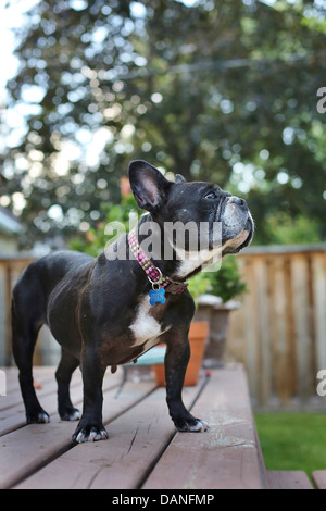 Eine französische Bulldogge stehend auf einem Deck und nachschlagen. Stockfoto