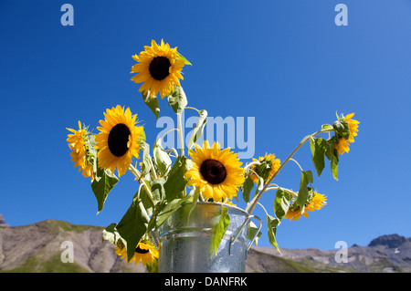 Sonnenblumen in einem silbernen Eimer gegen einen blauen Himmel und Berge Stockfoto