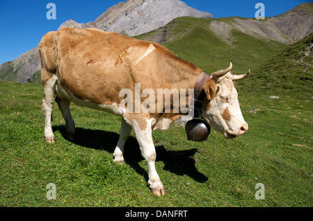 Schweizer Alpen Kuh mit einer Treichein Messingglocke um den Hals Stockfoto