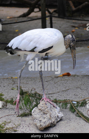 Holz-Storch lateinischen Namen Mycteria americana Stockfoto