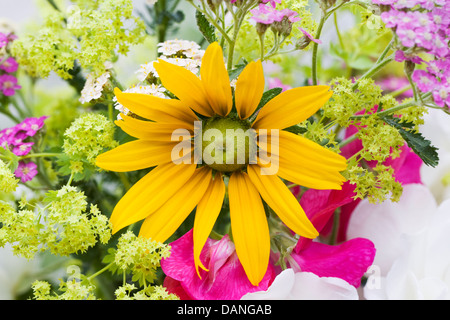 Frisch gepflückten Blumen aus dem Sommergarten. Achillea, Rudbeckia, Alchemilla, Rosen und Wicken. Stockfoto