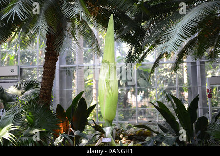 Die Titan Arum, auch bekannt als die Leiche Blume oder stinkenden Pflanze soll am Konservatorium von United States Botanic Garden 16. Juli 2013 in Washington, DC zu blühen. Die Riese Blüte hat einen Geruch erinnert an den Geruch von verwesenden Säugetier. Stockfoto