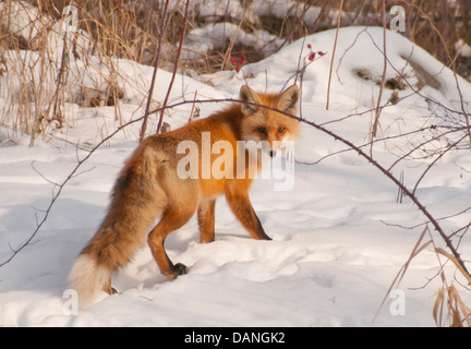 Roter Fuchs im Schnee zu Fuß am Fluss Boise Greenbelt in Boise, Idaho Stockfoto