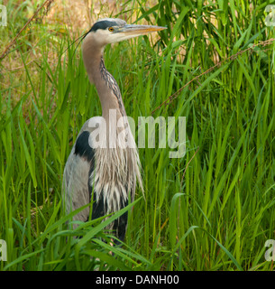 Zucht von Great Blue Heron im Gefieder am Fluss Boise Greenbelt in Boise, Idaho Stockfoto