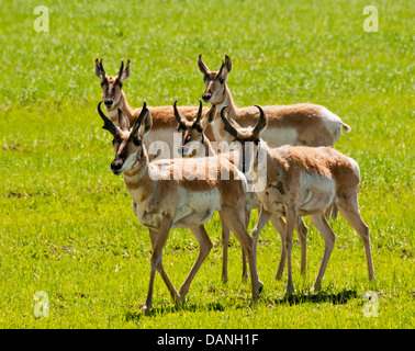 Pronghorn Antilope im Frühjahr Weizenfelder der Camas Prairie in der Nähe von Fairfield, Idaho Stockfoto