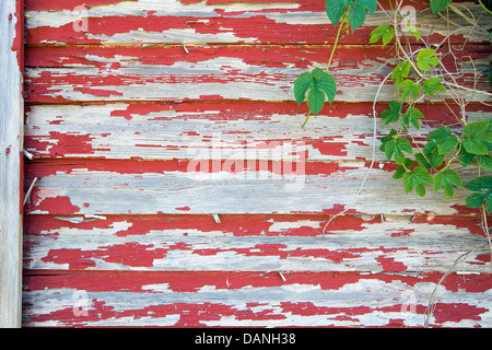 Alte rote Scheune mit abblätternde Farbe auf Holz Abstellgleis und Klettern Reben Grunge Hintergrund Stockfoto