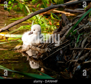 Frisch geschlüpfte Höckerschwan Cygnet auf der Kante des Nestes im Marschland an der Boise River Greenbelt, Boise, Idaho Stockfoto