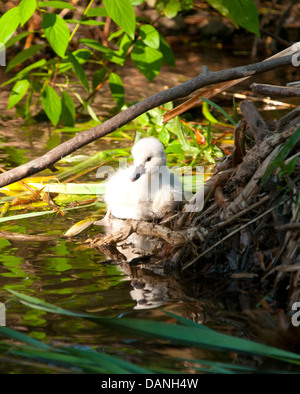 Frisch geschlüpfte Höckerschwan Cygnet auf der Kante eines Nestes im Marschland an der Boise River Greenbelt, Boise, Idaho Stockfoto