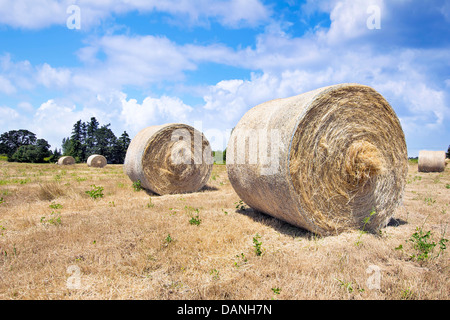 Rundballen Heu in Wiese für Tiere Stockfoto