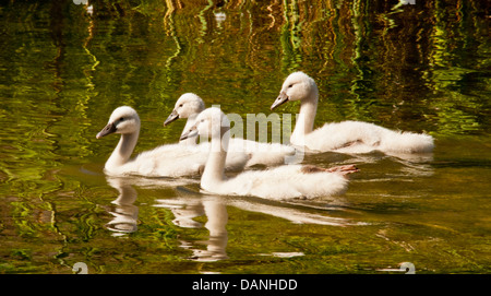 Höckerschwan Cygnets Schwimmen im Sumpfgebiet in der Nähe von Boise River Greenbelt, Boise, Idaho Stockfoto