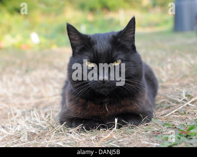 Eine schwarze Katze, die im Garten auf dem Gras sitzt. Stockfoto
