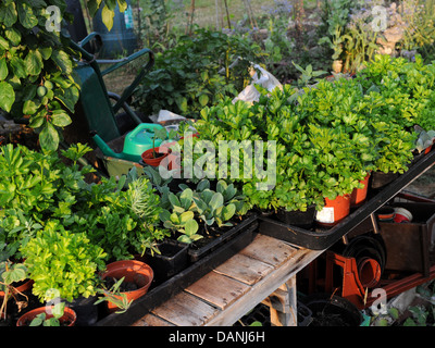 Schalen von homegrown Sämlinge wachsen außerhalb einer Zuteilung. Stockfoto