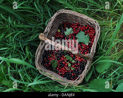 Ein Korb aus frisch gepflückten roten Johannisbeeren und schwarzen Johannisbeeren. Stockfoto