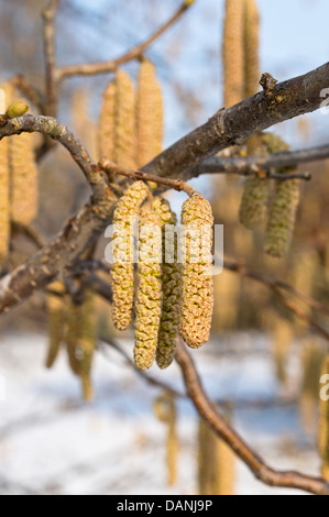 Gemeinsame Hasel (Corylus avellana) Stockfoto