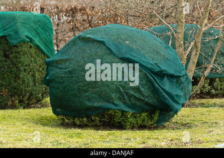 Gemeinsame Buchsbaum (buxus sempervirens) mit Winter Schutz Stockfoto