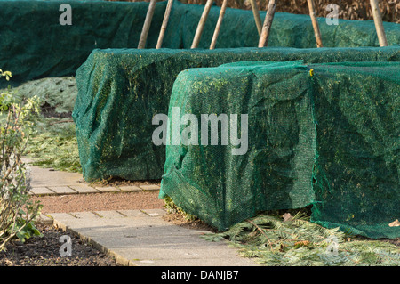 Gemeinsame Buchsbaum (buxus sempervirens) mit Winter Schutz Stockfoto