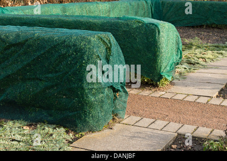 Gemeinsame Buchsbaum (buxus sempervirens) mit Winter Schutz Stockfoto