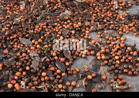 Cockspur Weißdorn (Crataegus crus-Galli) Stockfoto