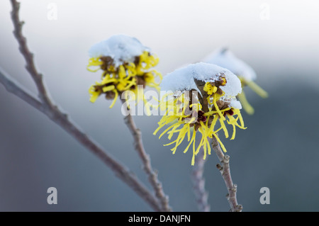 Zaubernuss (hamamelis x intermedia 'primavera') Stockfoto