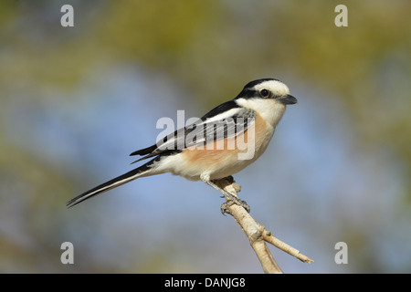 Maskierte Shrike, Männlich - Lanius nubicus Stockfoto