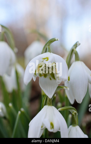 Gemeinsame Schneeglöckchen (Galanthus nivalis) Stockfoto