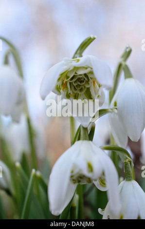 Gemeinsame Schneeglöckchen (Galanthus nivalis) Stockfoto