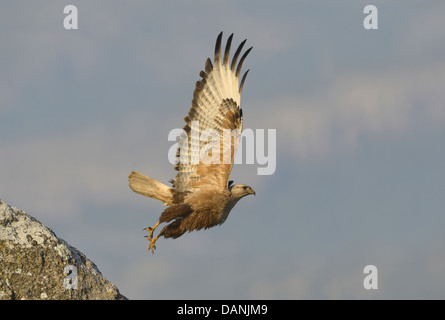 Langbeinige Bussard - Buteo rufinus Stockfoto