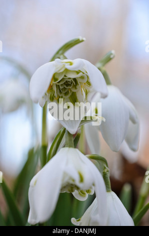 Gemeinsame Schneeglöckchen (Galanthus nivalis) Stockfoto