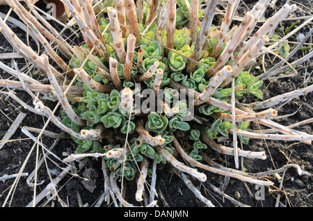 Orpine (Sedum telephium 'herbstfreude' syn. hylotelephium telephium 'herbstfreude') Stockfoto