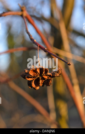 Gemeinsame Spindel (euonymus europaeus) Stockfoto