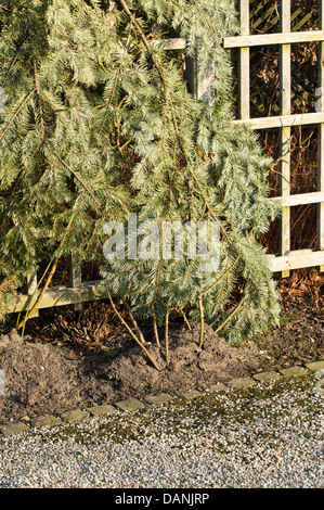 Kletterrose mit immergrünen Zweige im Winter Schutz abgedeckt Stockfoto