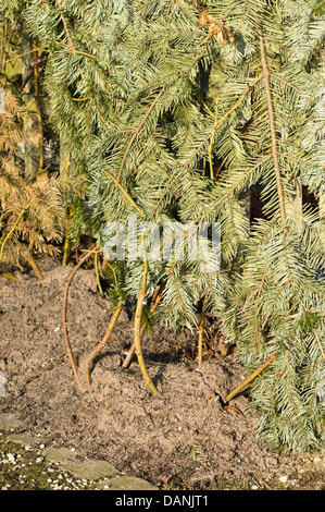 Kletterrose mit immergrünen Zweige im Winter Schutz abgedeckt Stockfoto